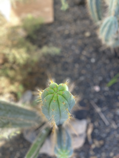 Cactus