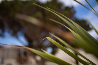 Detalle de plantas - jardín 