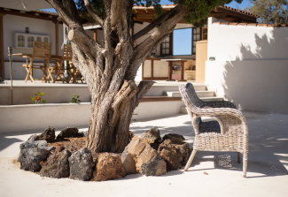 Detalle de árbol y sillón